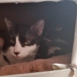 Meet your Posher, Cassidy